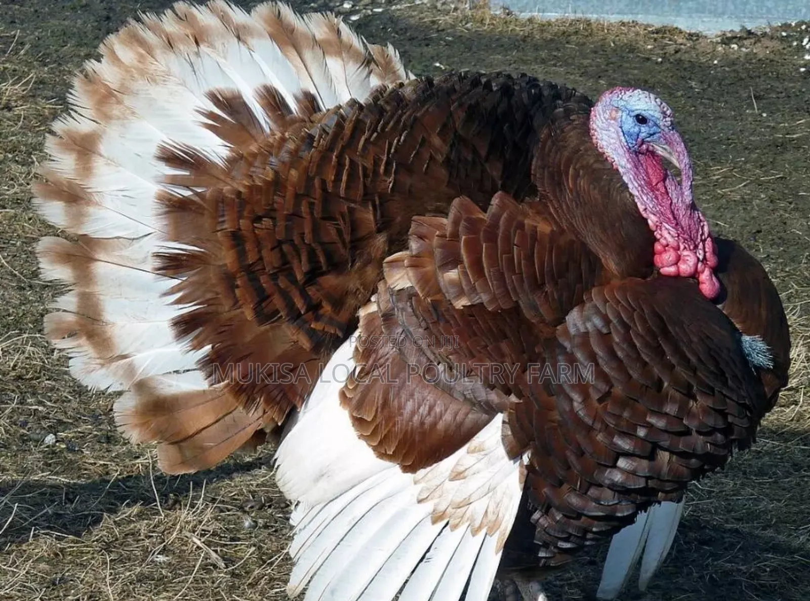 American Red Bourbon Turkeys