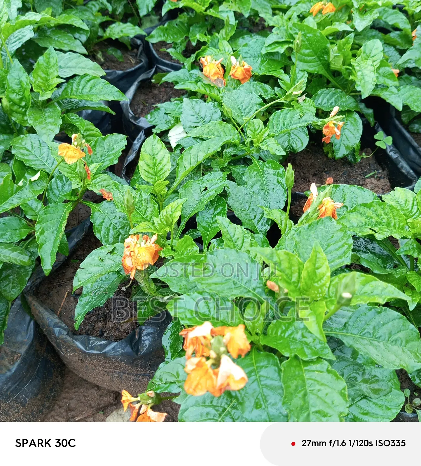 Cassandra Plants Available at Our Fully Stocked Gardens