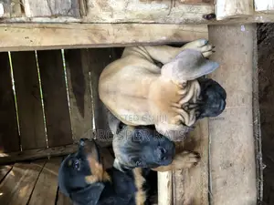 1-3 months Male Purebred Boerboel