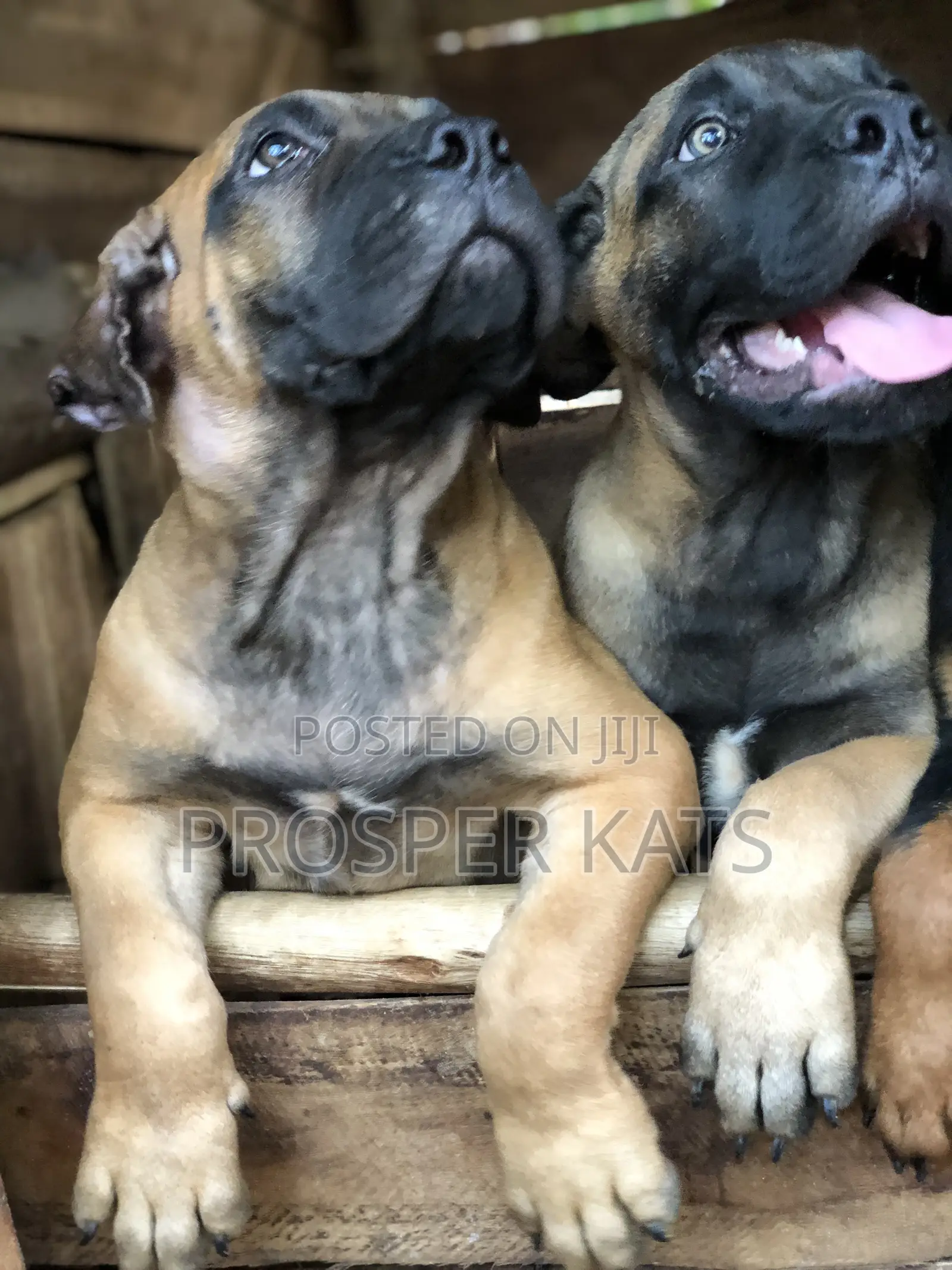 1-3 months Male Purebred Boerboel