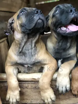 1-3 months Male Purebred Boerboel