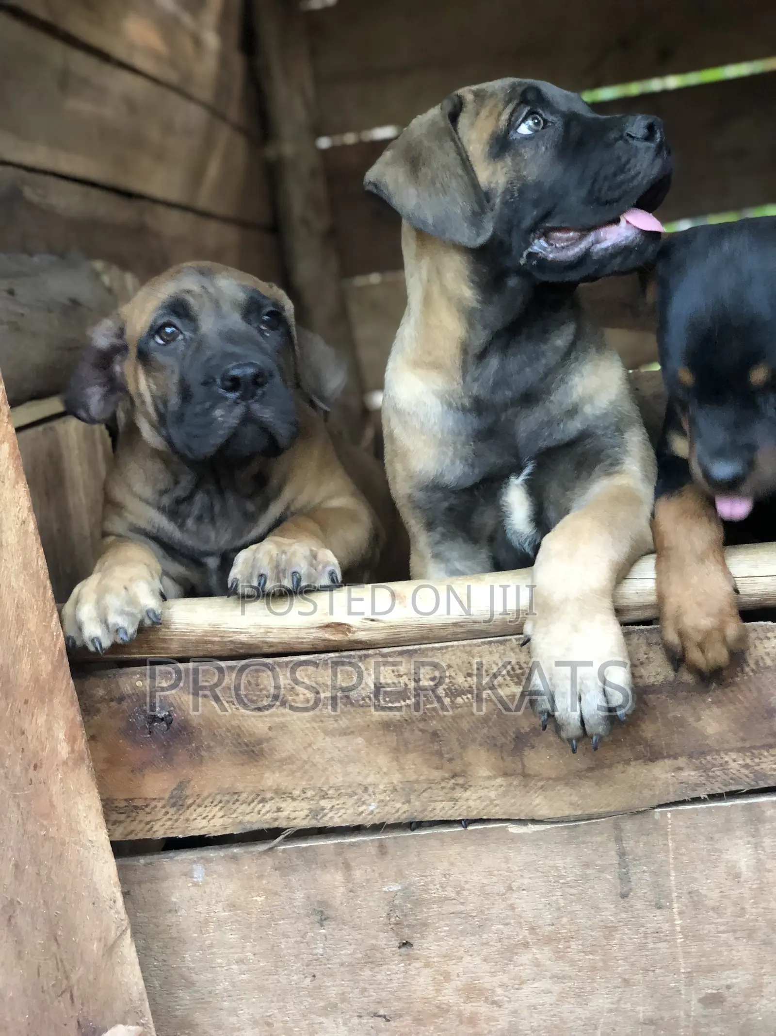 1-3 months Male Purebred Boerboel