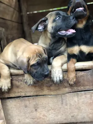 1-3 months Male Purebred Boerboel