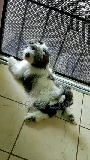 1-3 months Male Purebred Maltese Shih Tzu