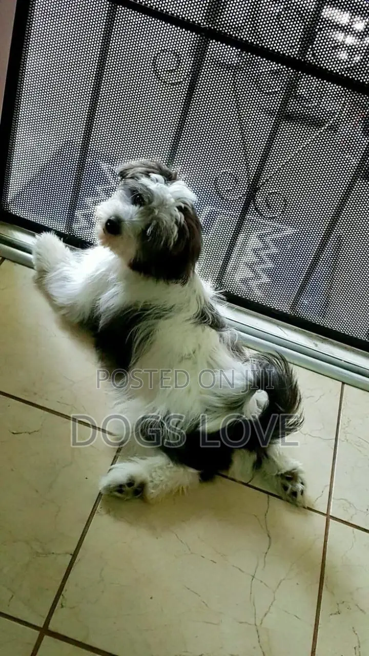 1-3 months Male Purebred Maltese Shih Tzu