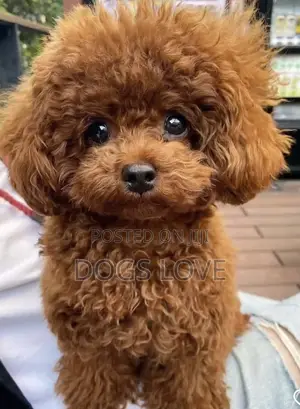 1-3 months Male Purebred Poodle