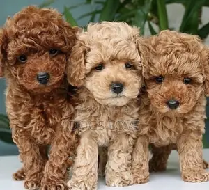 1-3 months Male Purebred Poodle