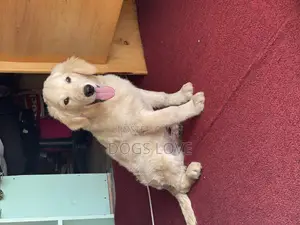 1-3 months Male Purebred Golden Retriever