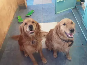 1-3 months Male Purebred Golden Retriever