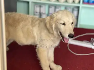 1-3 months Male Purebred Golden Retriever