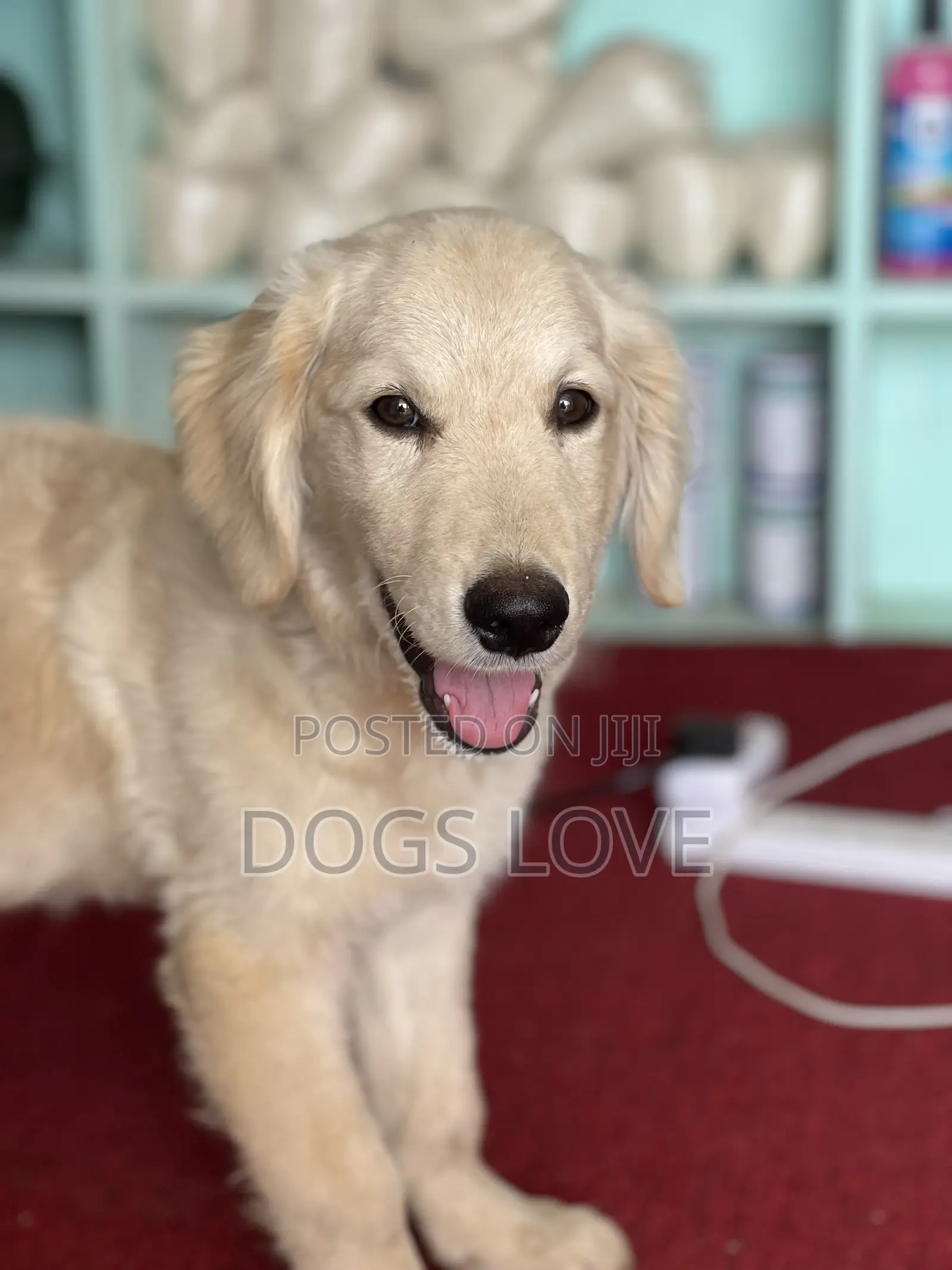 1-3 months Male Purebred Golden Retriever