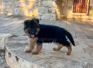 1-3 months Male Purebred German Shepherd