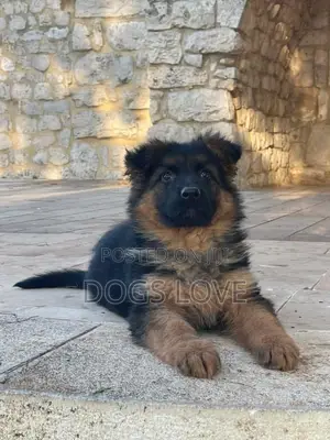 1-3 months Male Purebred German Shepherd