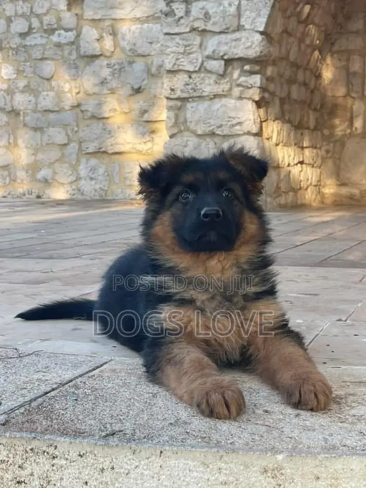 1-3 months Male Purebred German Shepherd