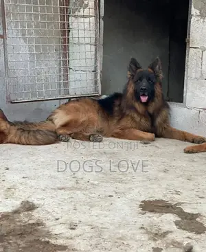 1-3 months Male Purebred German Shepherd