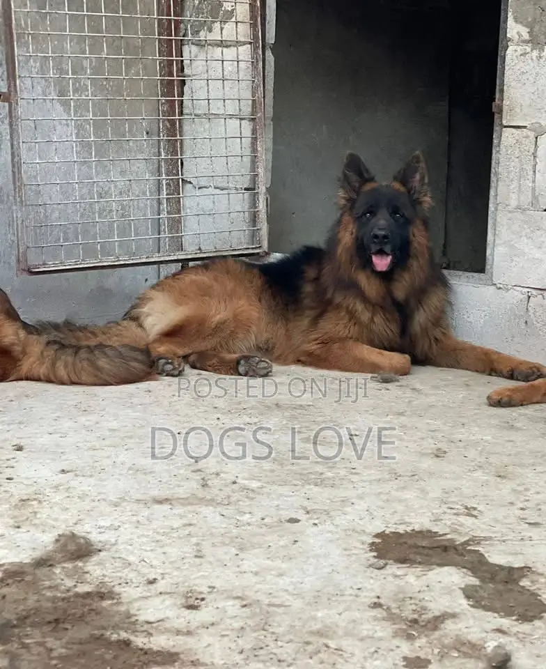 1-3 months Male Purebred German Shepherd