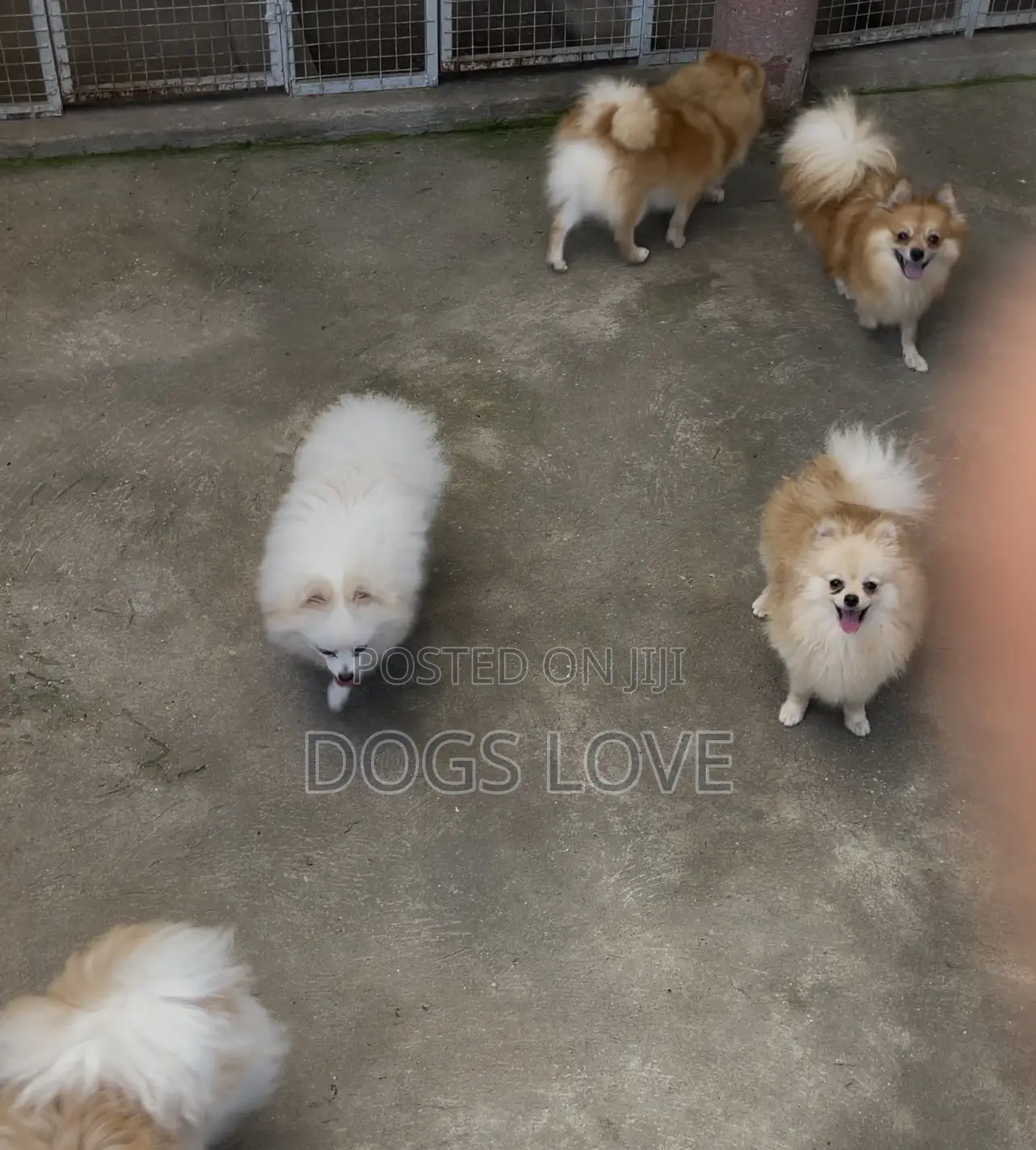 1-3 months Male Purebred Pomeranian