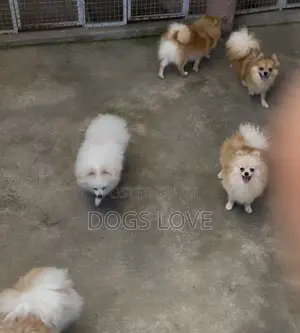 1-3 months Male Purebred Pomeranian