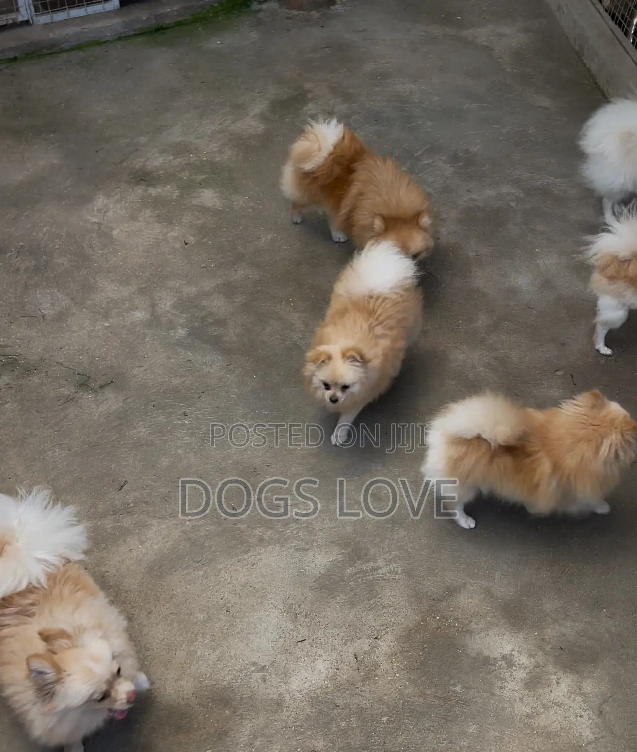 1-3 months Male Purebred Pomeranian