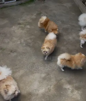 1-3 months Male Purebred Pomeranian
