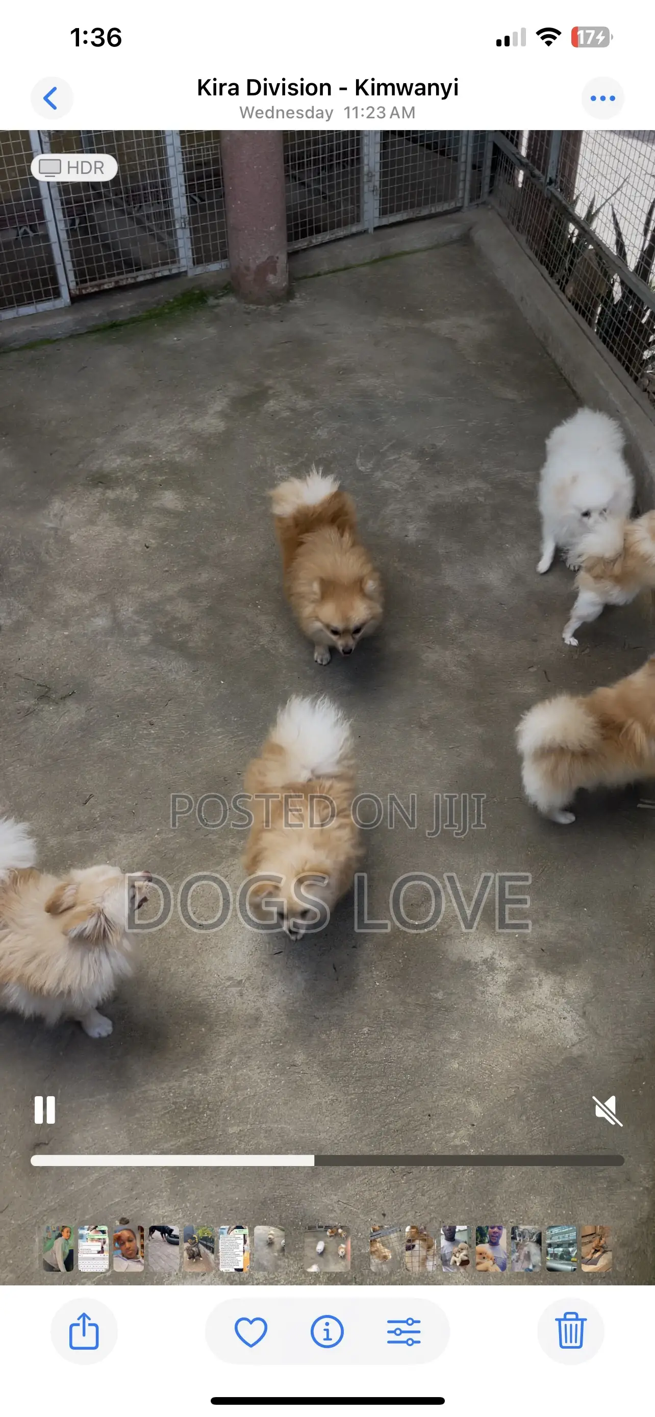 1-3 months Male Purebred Pomeranian
