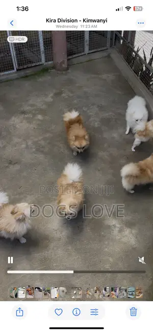 1-3 months Male Purebred Pomeranian