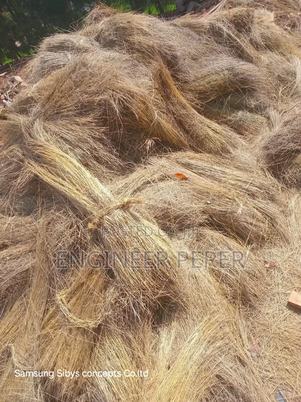 Grass for Sell