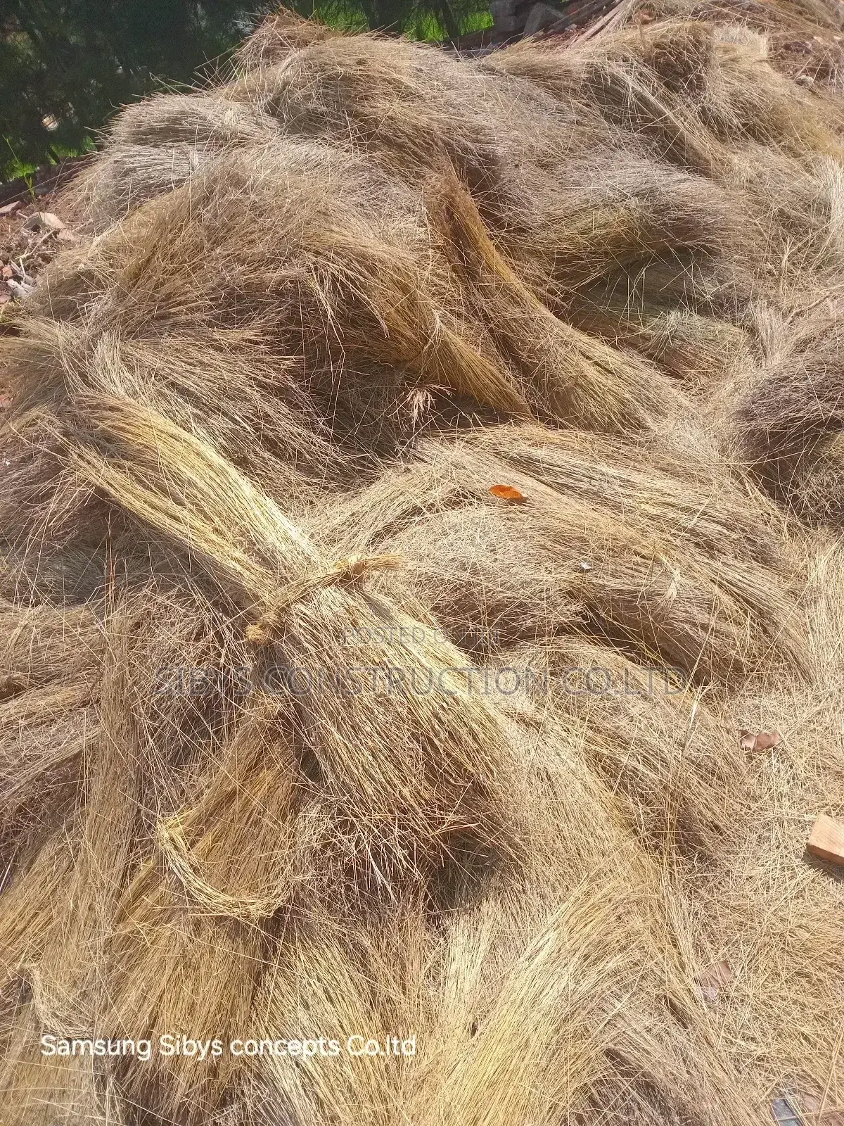 Grass for Sell