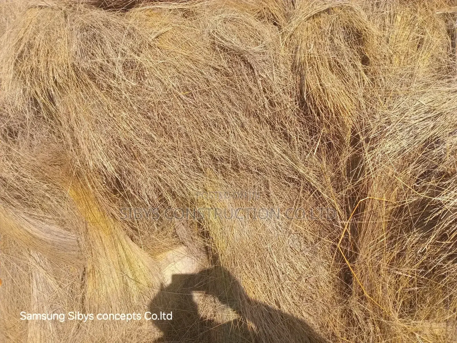 Grass for Sell