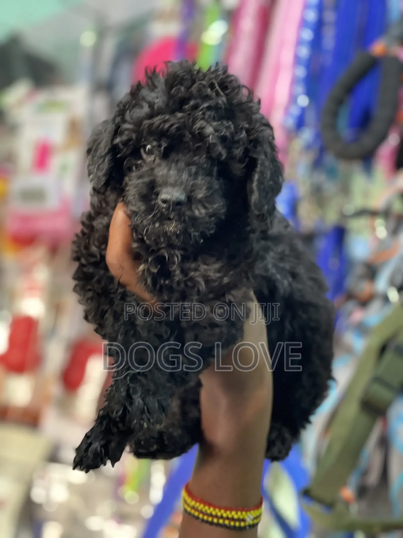 1-3 months Female Purebred Poodle