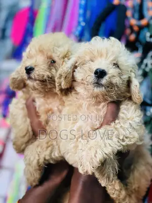 1-3 months Female Purebred Poodle