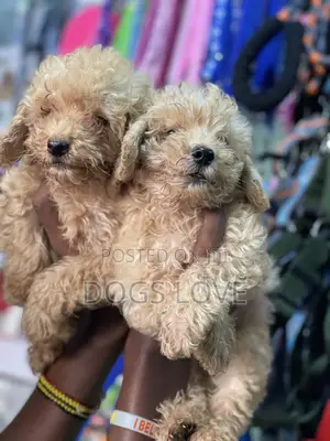 1-3 months Female Purebred Poodle