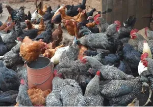 Photo - Kroilers Chicken