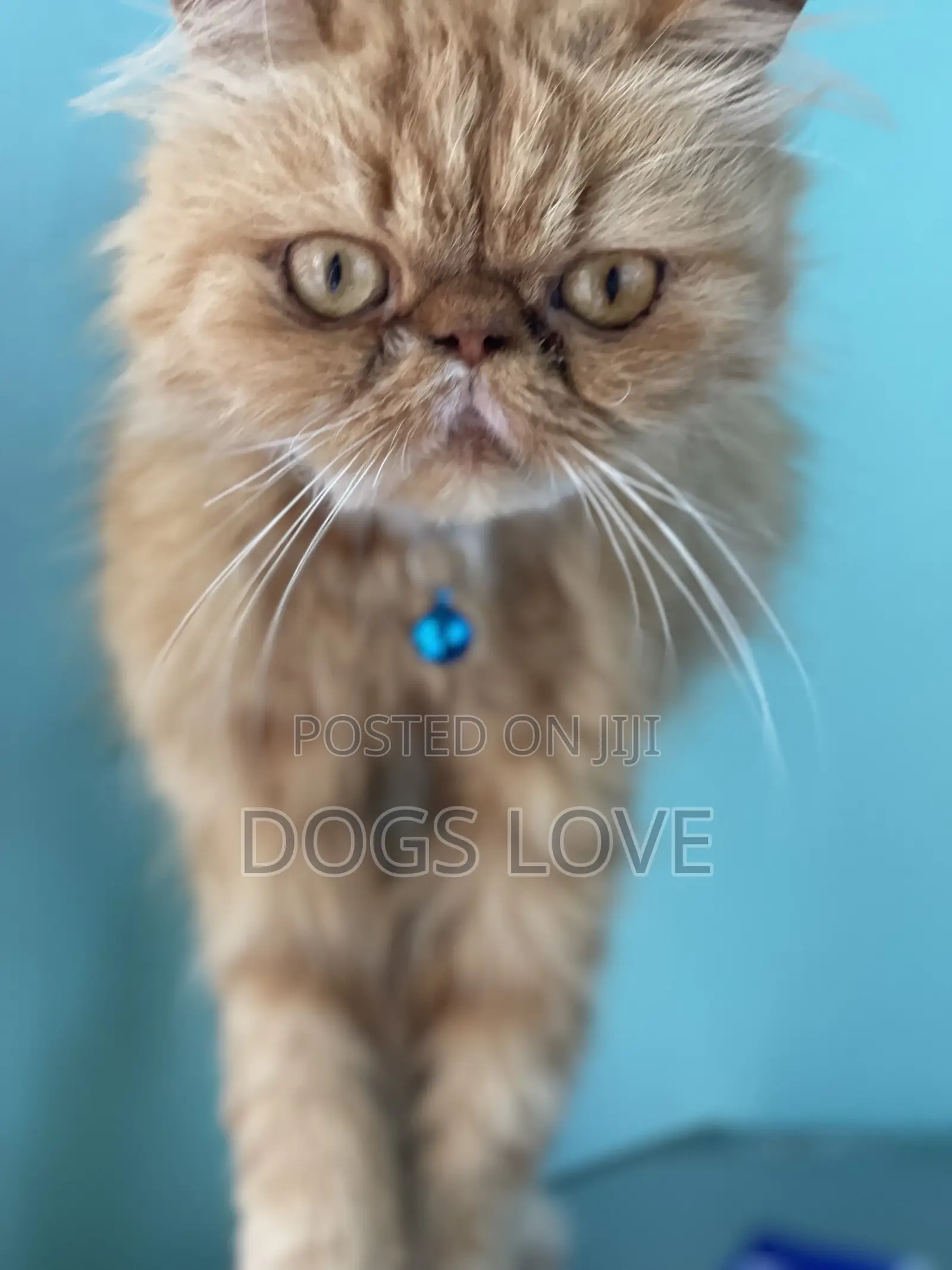 6-12 months Female Purebred Persian