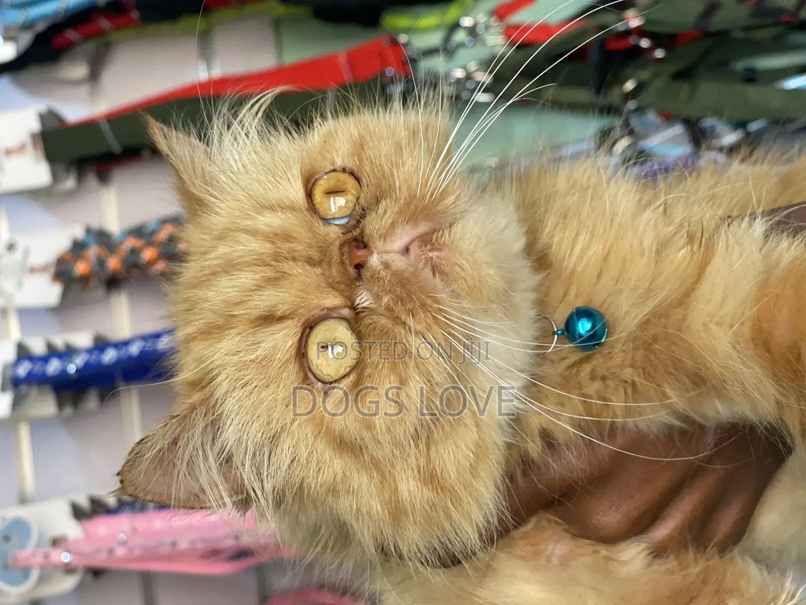 6-12 months Female Purebred Persian