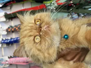 6-12 months Female Purebred Persian