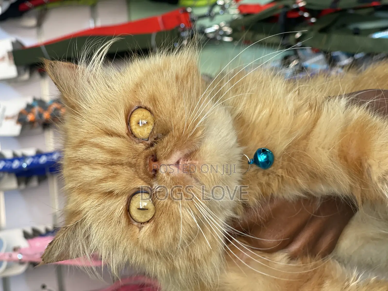 6-12 months Female Purebred Persian