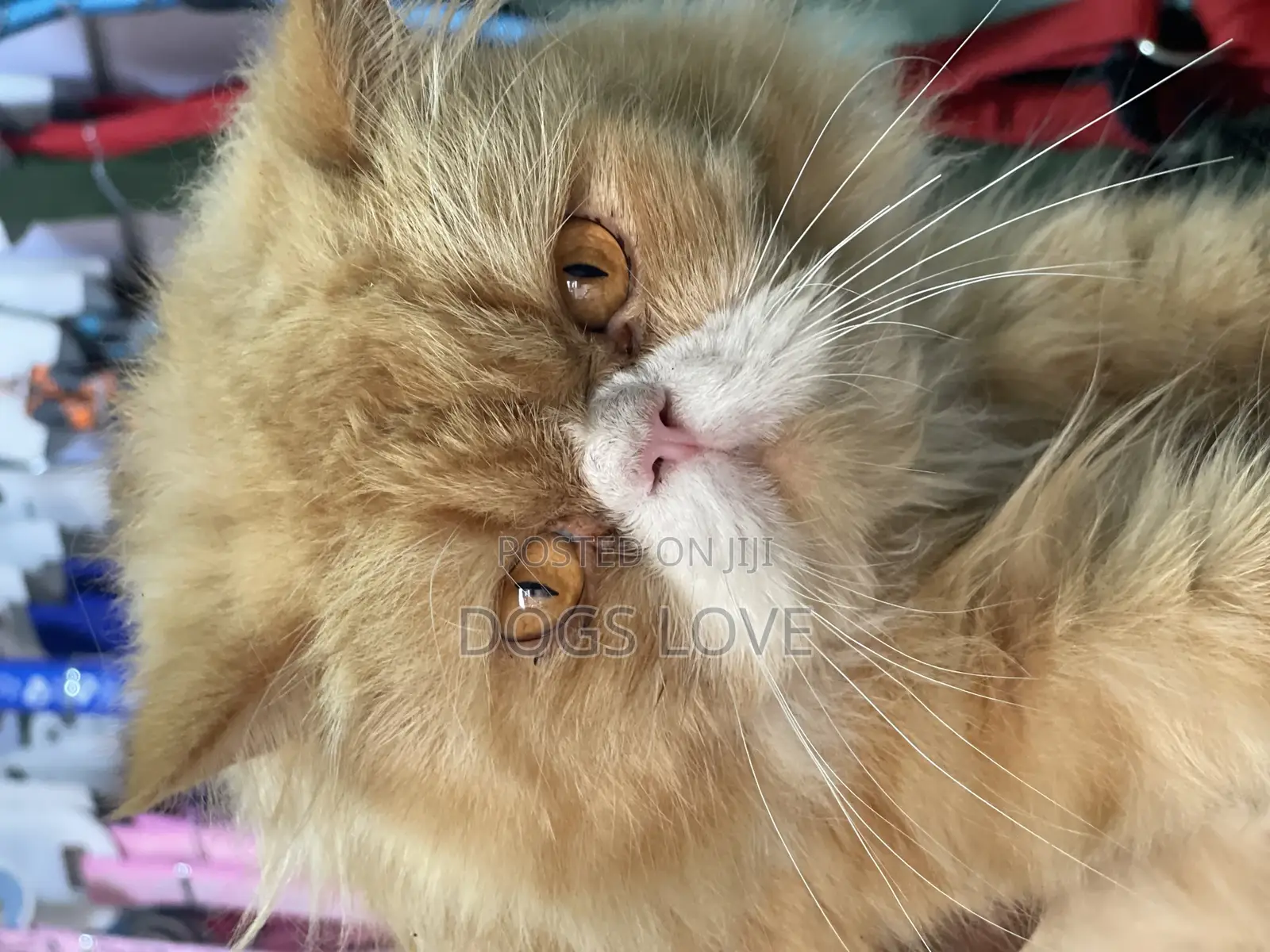 6-12 months Male Purebred Persian