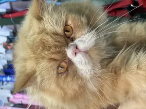 6-12 months Male Purebred Persian
