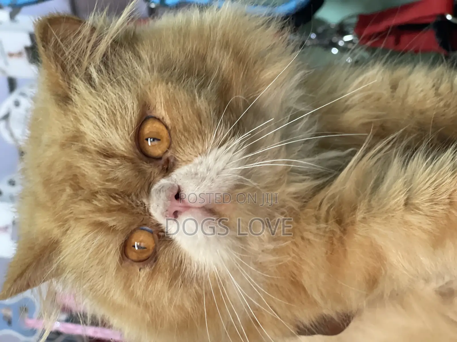 6-12 months Male Purebred Persian