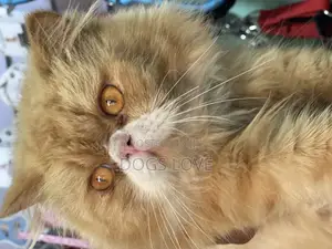 6-12 months Male Purebred Persian