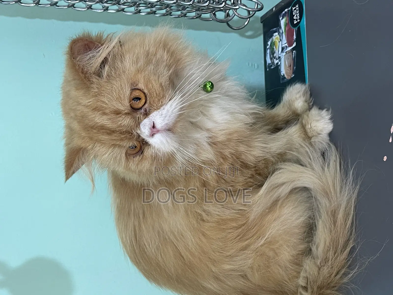 6-12 months Male Purebred Persian