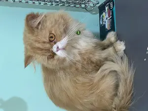 6-12 months Male Purebred Persian