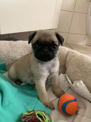1-3 months Female Purebred Pug