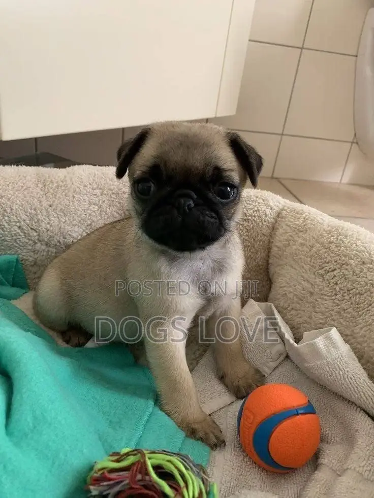 1-3 months Female Purebred Pug