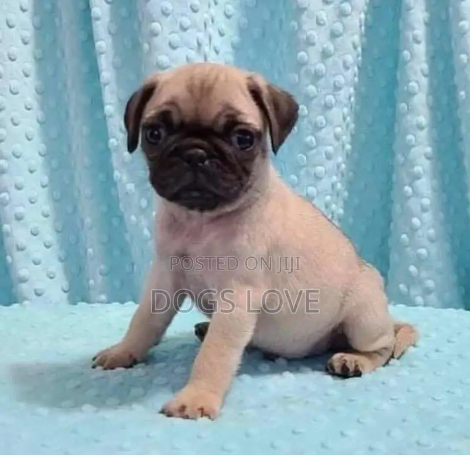 1-3 months Female Purebred Pug