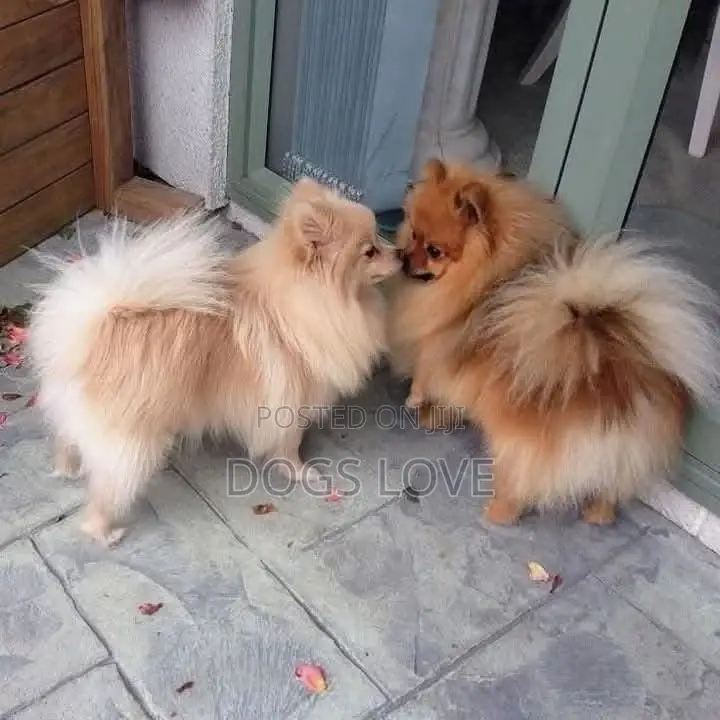 1-3 months Male Purebred Pomeranian
