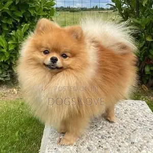 1-3 months Male Purebred Pomeranian