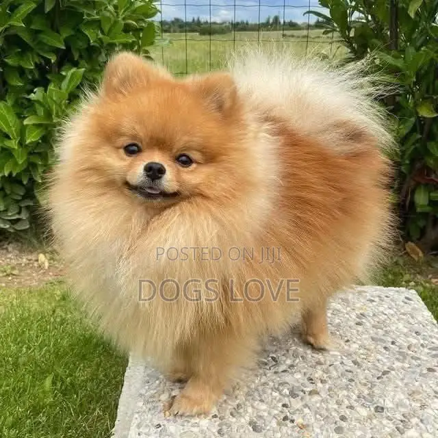 1-3 months Male Purebred Pomeranian
