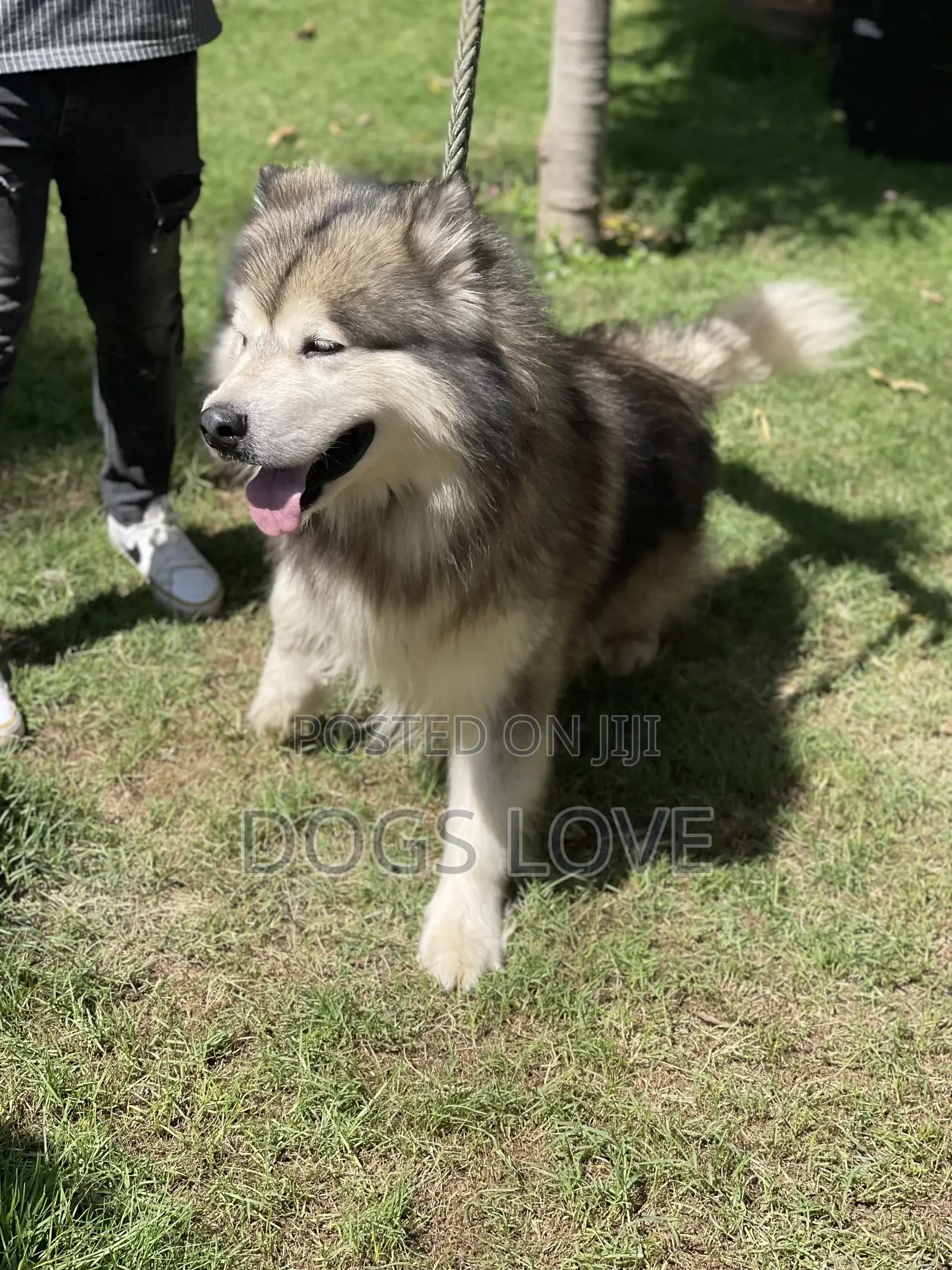 1-3 months Female Purebred Alaskan Malamute